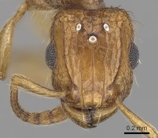 Tetramorium peutli specimen CASENT0413122 image casent0413122_2