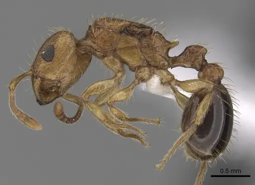 Tetramorium peutli specimen CASENT0413122 image casent0413122_3
