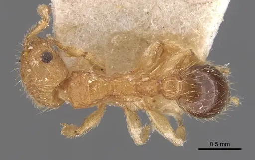 Tetramorium peutli specimen CASENT0909111 image casent0909111_1