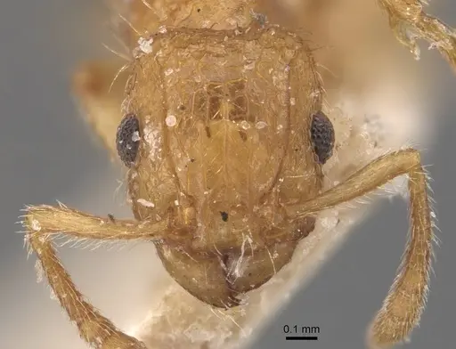 Tetramorium peutli specimen CASENT0909111 image casent0909111_2