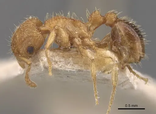 Tetramorium peutli specimen CASENT0909111 image casent0909111_3