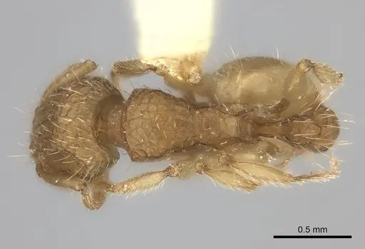 Tetramorium phasias specimen CASENT0217975 image casent0217975_1