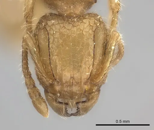 Tetramorium phasias specimen CASENT0217975 image casent0217975_2