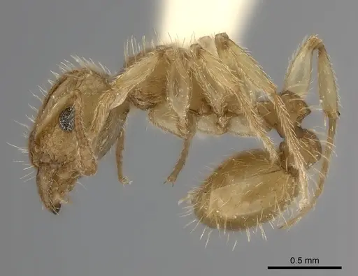 Tetramorium phasias specimen CASENT0217975 image casent0217975_3