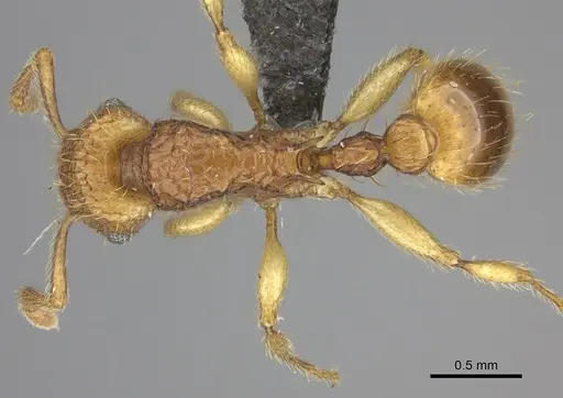 Tetramorium phasias specimen CASENT0235772 image casent0235772_1