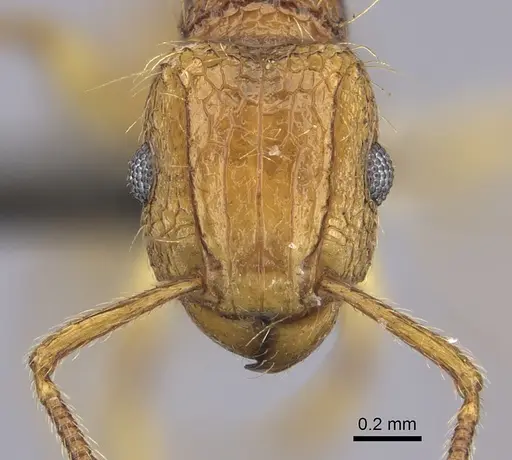 Tetramorium phasias specimen CASENT0235772 image casent0235772_2