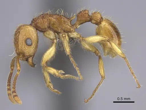 Tetramorium phasias specimen CASENT0235772 image casent0235772_3