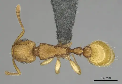 Tetramorium phasias specimen CASENT0250284 image casent0250284_1
