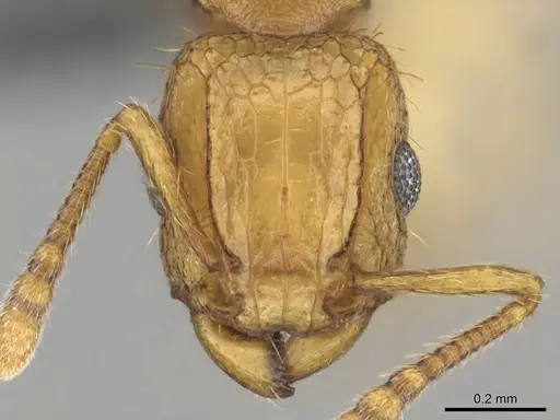Tetramorium phasias specimen CASENT0250284 image casent0250284_2