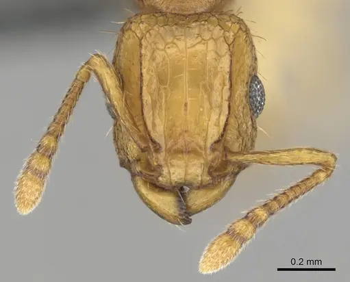 Tetramorium phasias specimen CASENT0250284 image casent0250284_3