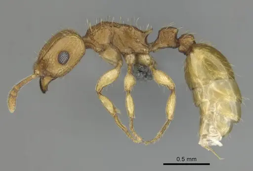 Tetramorium phasias specimen CASENT0250284 image casent0250284_4