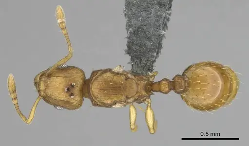 Tetramorium phasias specimen CASENT0250287 image casent0250287_1