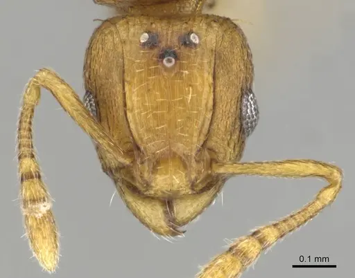 Tetramorium phasias specimen CASENT0250287 image casent0250287_2