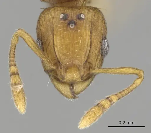 Tetramorium phasias specimen CASENT0250287 image casent0250287_3
