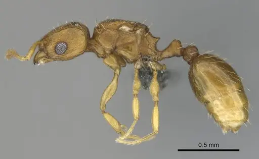 Tetramorium phasias specimen CASENT0250287 image casent0250287_4