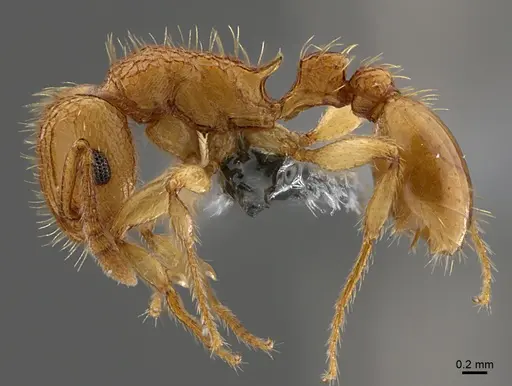 Tetramorium phasias specimen CASENT0781381 image casent0781381_1