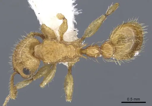 Tetramorium phasias specimen CASENT0901115 image casent0901115_1
