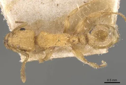 Tetramorium phasias specimen CASENT0909110 image casent0909110_1
