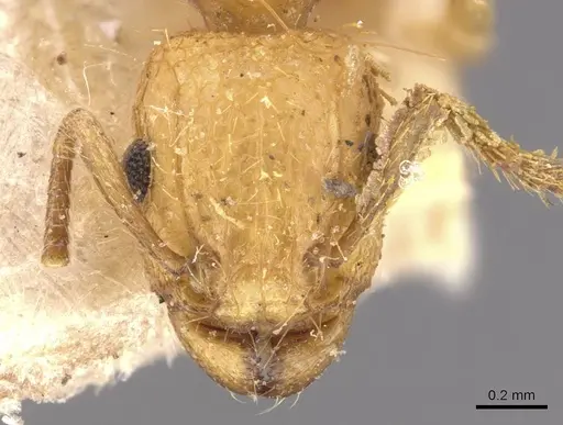 Tetramorium phasias specimen CASENT0909110 image casent0909110_2