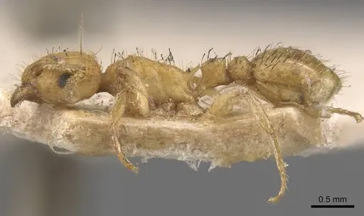 Tetramorium phasias specimen CASENT0909110 image casent0909110_3
