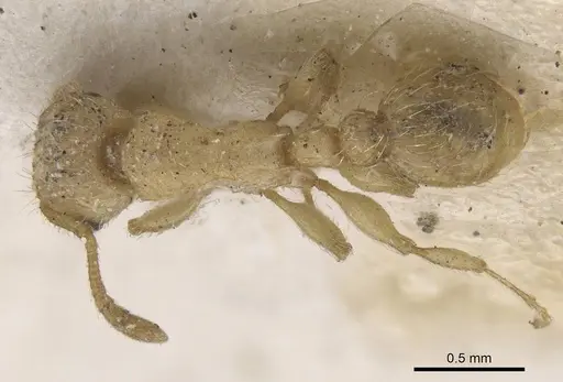 Tetramorium phasias specimen CASENT0915038 image casent0915038_1