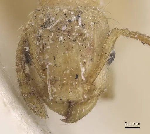 Tetramorium phasias specimen CASENT0915038 image casent0915038_2