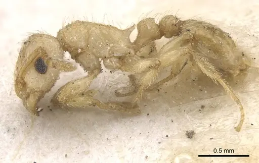 Tetramorium phasias specimen CASENT0915038 image casent0915038_3