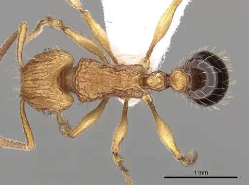 Tetramorium philippwagneri specimen CASENT0217069 image casent0217069_1