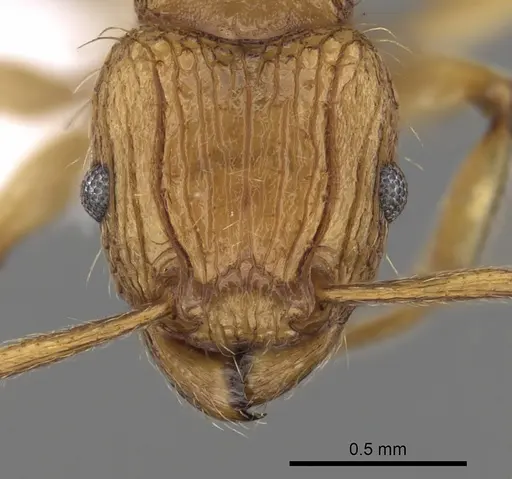 Tetramorium philippwagneri specimen CASENT0217069 image casent0217069_2