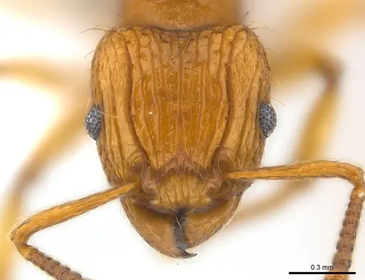 Tetramorium philippwagneri specimen CASENT0217069 image casent0217069_3