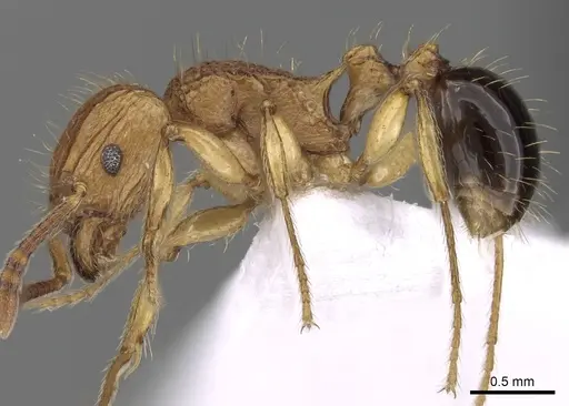 Tetramorium philippwagneri specimen CASENT0217069 image casent0217069_4