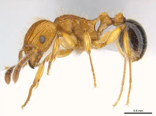 Tetramorium philippwagneri specimen CASENT0217069 image casent0217069_5