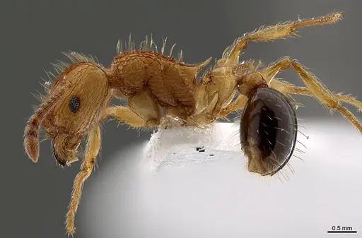 Tetramorium philippwagneri specimen CASENT0217320 image casent0217320_1