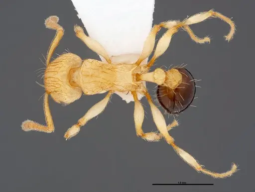 Tetramorium philippwagneri specimen FMNHINS0000047401 image fmnhins0000047401_1