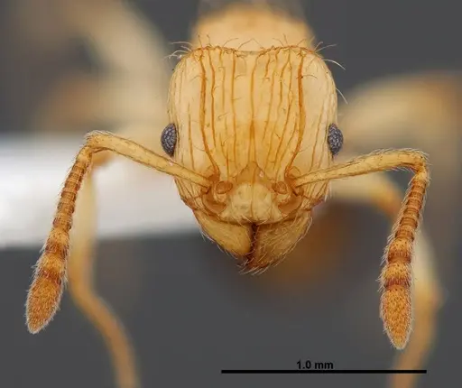 Tetramorium philippwagneri specimen FMNHINS0000047401 image fmnhins0000047401_2