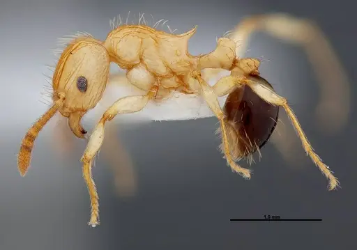 Tetramorium philippwagneri specimen FMNHINS0000047401 image fmnhins0000047401_3