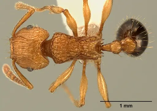 Tetramorium philippwagneri specimen ZFMKHYM20096178 image zfmkhym20096178_1