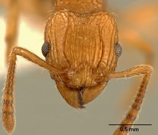 Tetramorium philippwagneri specimen ZFMKHYM20096178 image zfmkhym20096178_2