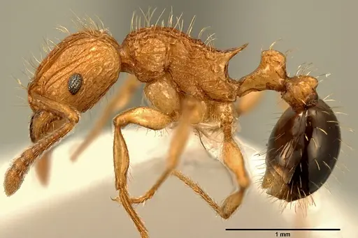 Tetramorium philippwagneri specimen ZFMKHYM20096178 image zfmkhym20096178_3