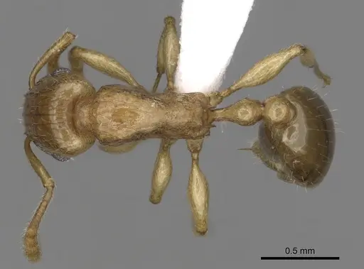 Tetramorium pialtum specimen CASENT0316976 image casent0316976_1