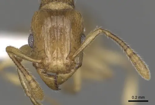 Tetramorium pialtum specimen CASENT0316976 image casent0316976_2
