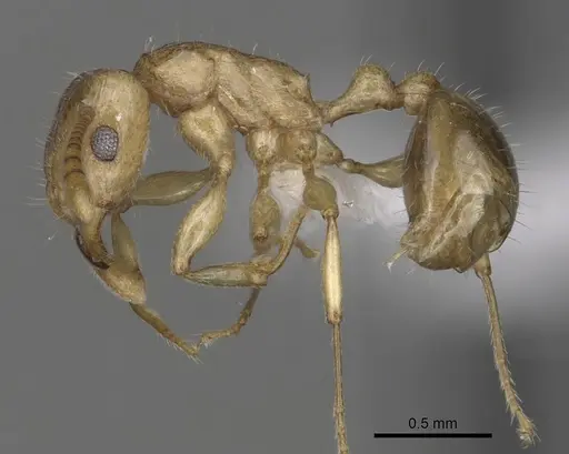 Tetramorium pialtum specimen CASENT0316976 image casent0316976_3