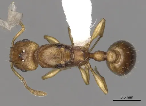 Tetramorium pialtum specimen CASENT0415490 image casent0415490_1
