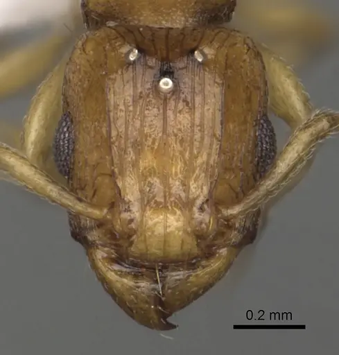 Tetramorium pialtum specimen CASENT0415490 image casent0415490_2