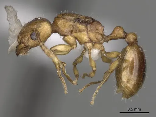 Tetramorium pialtum specimen CASENT0415490 image casent0415490_3