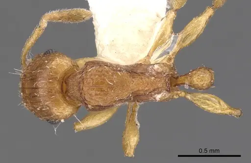 Tetramorium pialtum specimen CASENT0901232 image casent0901232_1