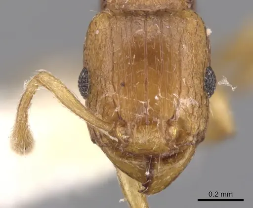 Tetramorium pialtum specimen CASENT0901232 image casent0901232_2
