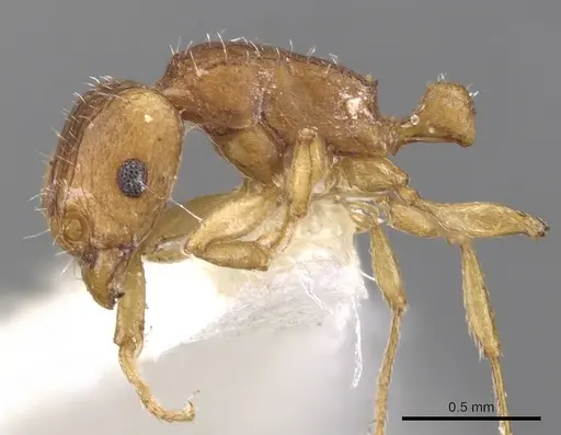 Tetramorium pialtum specimen CASENT0901232 image casent0901232_3