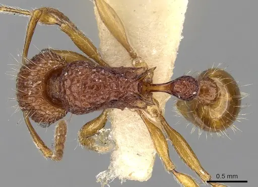 Tetramorium pilosum specimen CASENT0280881 image casent0280881_1