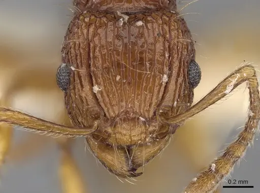 Tetramorium pilosum specimen CASENT0280881 image casent0280881_2